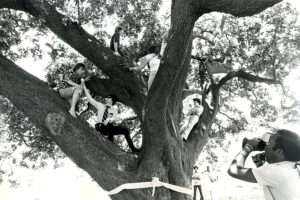 Alcaniz Oak