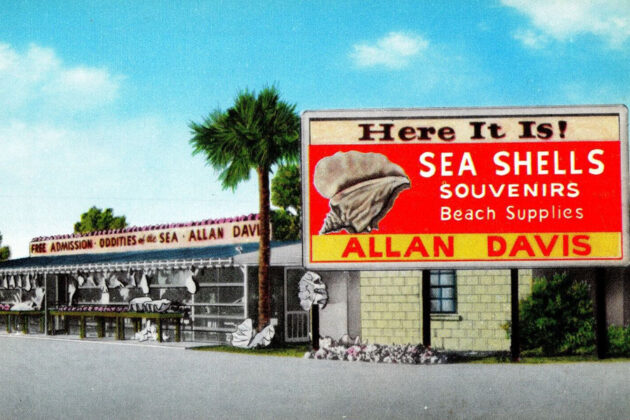 Allan Davis Seashells